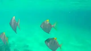 Silver moonyfish (Monodactylus argenteus) - Coral Garden near Safaga (Egypt) 20-2-2017