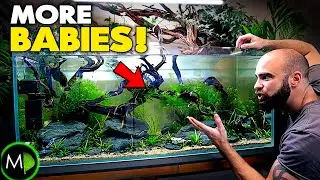 BABIES EVERYWHERE!! Ecosystem Build + Krib fry update!! (EP5)  | MD Fish Tanks