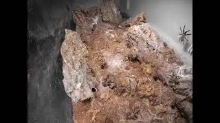 Timelapse of largest monocentropus balfouri communal tarantula