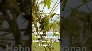 Lampung di serang lagi, juta-an belalang hancurkan tanaman singkong warga#shorts #mesuji#lampung