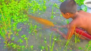 hand fishing videos - amazing hand fishing - hand fishing from mud water part -26