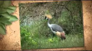 Akagera National Park