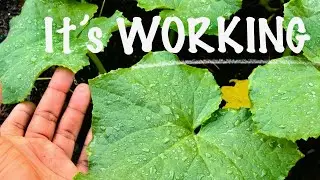Our Early Planting Risk Might Pay Off! | Cucumber Tomato Pepper + Update