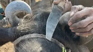 ⚠️ One wrong trim can cost an animal’s life#subscribe my YouTube channel 