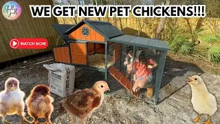 We get chicks as our new pets!!!