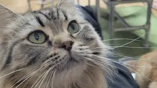 【夜更かし…ニャンニャンNight…🐱腹へった…】Smile to Heart 【譲渡型保護猫カフェ】ねこまる がライブ配信中！