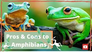 Pros & Cons To Keeping Amphibians As Pets