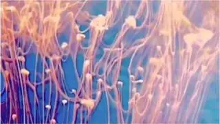 water visuals