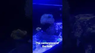 Toadstool corals are cool