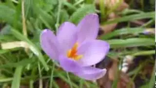 Crocus  - Kr&oacute;kusar  -  Vorlaukar - Dverglilja