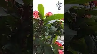 Our rooftop garden❤️🇧🇩