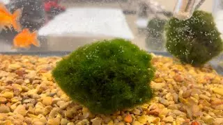 Zebra Mussels: How to decontaminate your aquarium