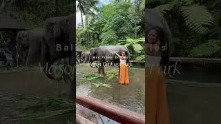 Bali 2024 🇮🇩 Mason Elephant Park #travelvlog #bali #blackgirltravel #travel #elephant