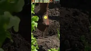 Cursed US Plants vs Zombies #plantsvszombies #pvz #meme #memes