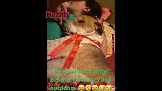 The reality of dogs&rsquo; behavior inside and outside. #howtosolve #smartphone #dogcam #spotthedog #dog
