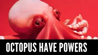 Octopus Superpowers Exposed: Are They Truly Extraterrestrial?