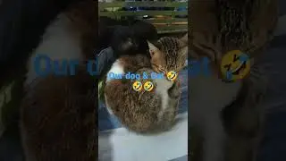 #asmr #shorts  Our #dog & #cat #loveit  #sweet #countryside #pets #petlovers