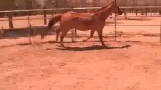 Cutter - red dun breed stock Paint registered Buckskin
