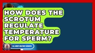 How Does The Scrotum Regulate Temperature For Sperm? - All About Anatomy Answers