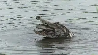 CIRCLE B BAR RESERVE - GATORS-BOBCATS-BIRDS, OH MY