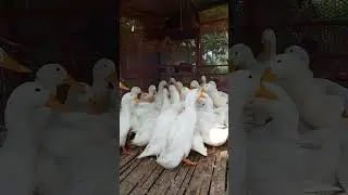 Beijing duck  ||  বেই&zwnj;জিং হাঁস #duckfarming #shortsvideo