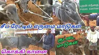 முறா எருமை மாடுகள், காளை மாடுகள் சீப் ரேட்டில் | நாமக்கல் நைனாமலை மாட்டு சந்தையில்