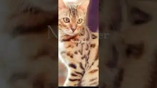 Your Cat Depending on Your Birth Month #birthday #month #cat