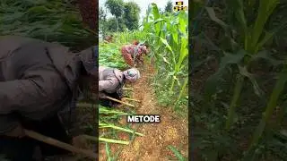 Ohh.. 😱 Ternyata ini Alasan Tanaman Jagung di Miringkan #shorts