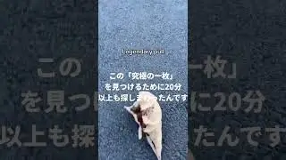 【衝撃】なぜこの葉っぱ？理由を知るとスッキリします。🍂