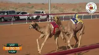 ميــدان الذيد - ش 7 الثنايا 24/01/2026  مهابه لـ سالم مفرح مطر عبدالله المسافري. التوقيت: 13:39:50