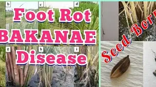 Foot Rot (BAKANAE Disease) Seed Borne Disease| caused by a fungus