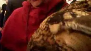 Huge owl (close up)