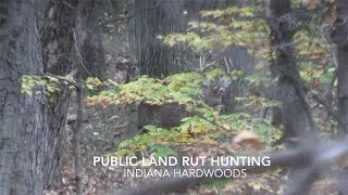 Hardwoods Rut Hunting - BIG BUCKS - Indiana - Public Land