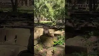 Beautiful Mom & baby Beautiful Animals Relaxing & Stress Relief