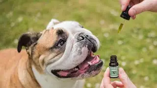 C&Oacute;MO dar CBD a tu PERRO de forma SEGURA