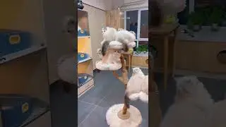 Clouds Deluxe Solid Wood Cat Tree 🌼
