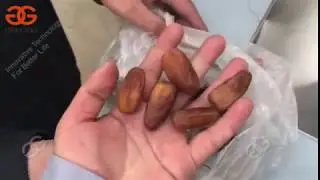 automatic dates pitting machine|olive pitting machine for sale |date seed removing machine|
