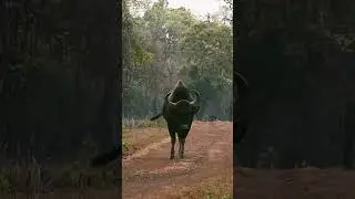 #shortsvideo #shortsyoutube #short #wildlife #guru #forest #shortvideo #shortsvideos #animalvideos