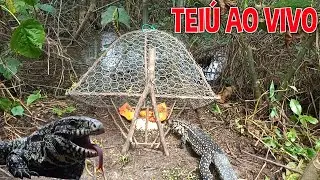 PEGANDO TEIÚ, TEJU AO VIVO NA ARAPUCA