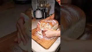 Bread cat 🐾🍞| #Shorts #AICats #FunnyCats