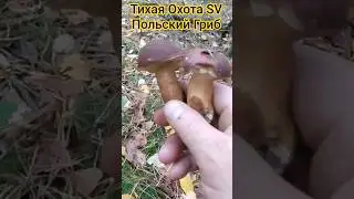 Маховик Каштановый - Польский Гриб. Тихая Охота 25.10.2025. #4k #video #активный отдых #лес #осень