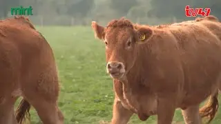 How a well managed Dairy Farm can earn big profits: Inside Hustle | MINT