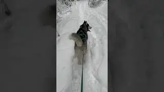 По зимнему лесу #huskylove #huskyvideo #huskyvlog #ilovemydog #siberianhusky #sport #ездовойспорт