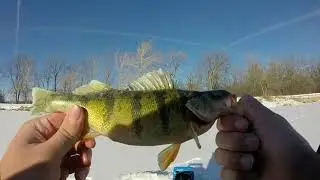 Early ICE-- Chicago JUMBO PERCH Ice Fishing