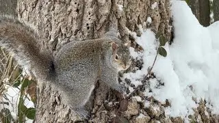 Белочки в снегу 🐿️