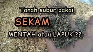 Sekam baru atau sekam lapuk? || Manfaat sekam lapuk