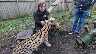 Serval, Meerkat & Lemur Experience at Hoo Farm
