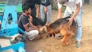 Dog mating process | Dog mating nahi ho rahi hai | German shepherd mating | Dog breeding #viralvideo