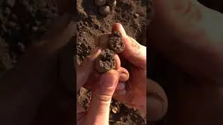 Do you know which animal hides its droppings? | Who Dung It - Ep 9 | EcoTraining #shorts