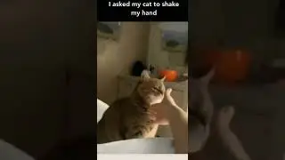 Cat Shakes Hand With Owner 😍 #shorts #catsoftiktok #cutecat